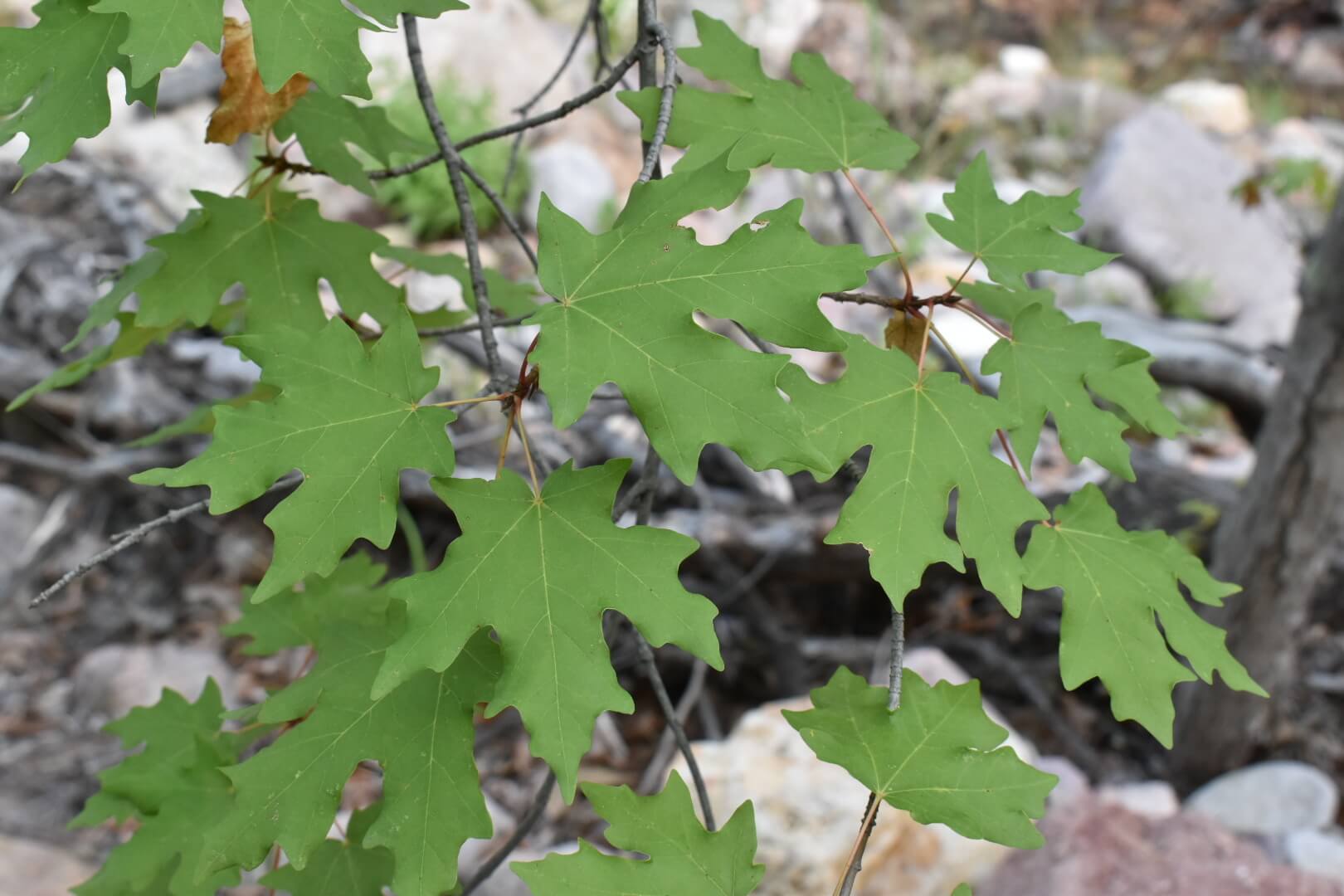 Acer saccharum